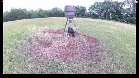 Live feeder cam. 5/16/2023