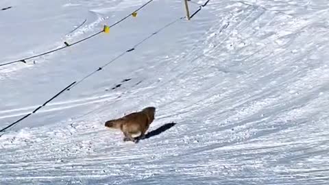 Adorable Golden is her Own Sled