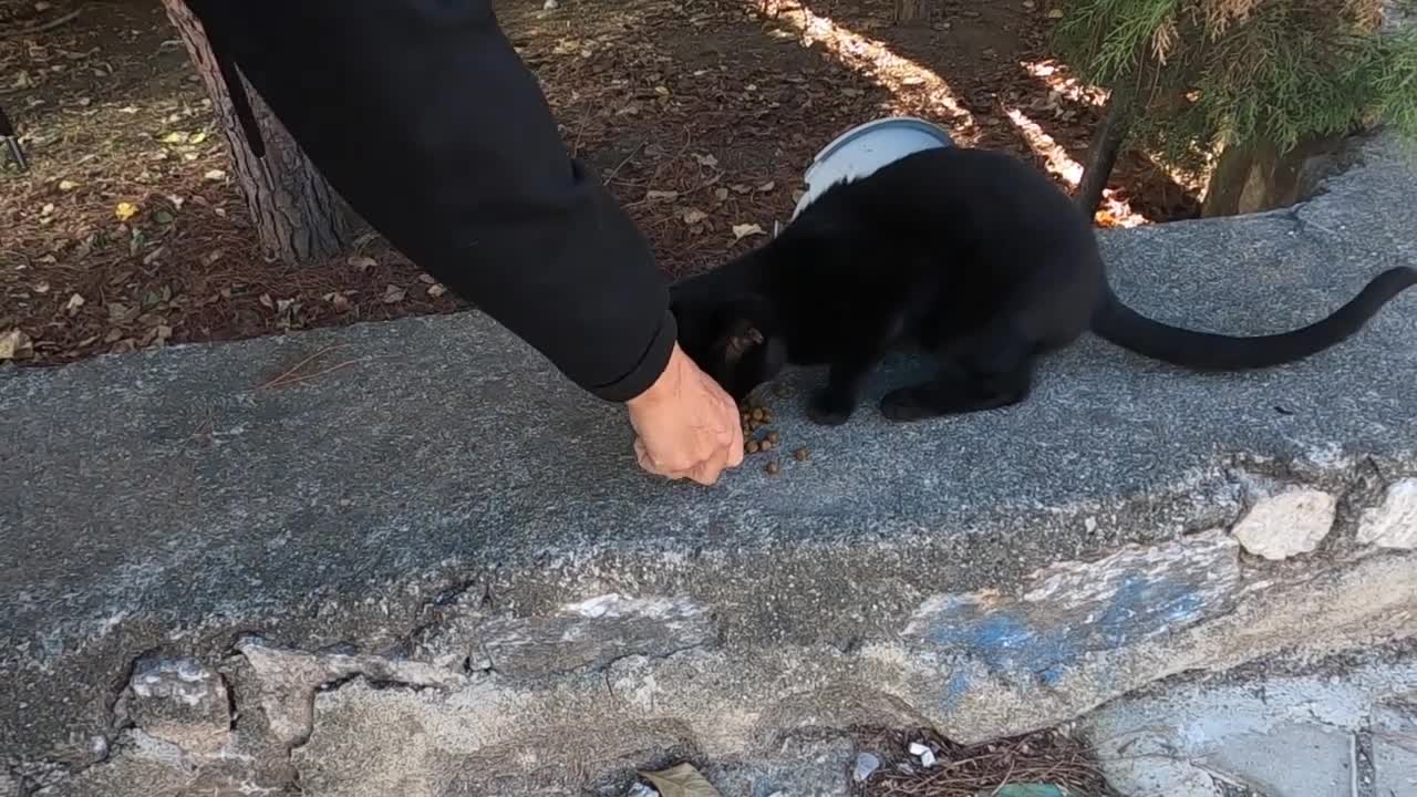 Long tailed black cat asks me for food by meowing and purring