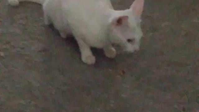 Cat Eating Pâte