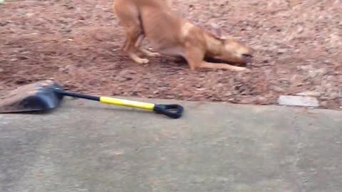 Dog vs Stick!!!