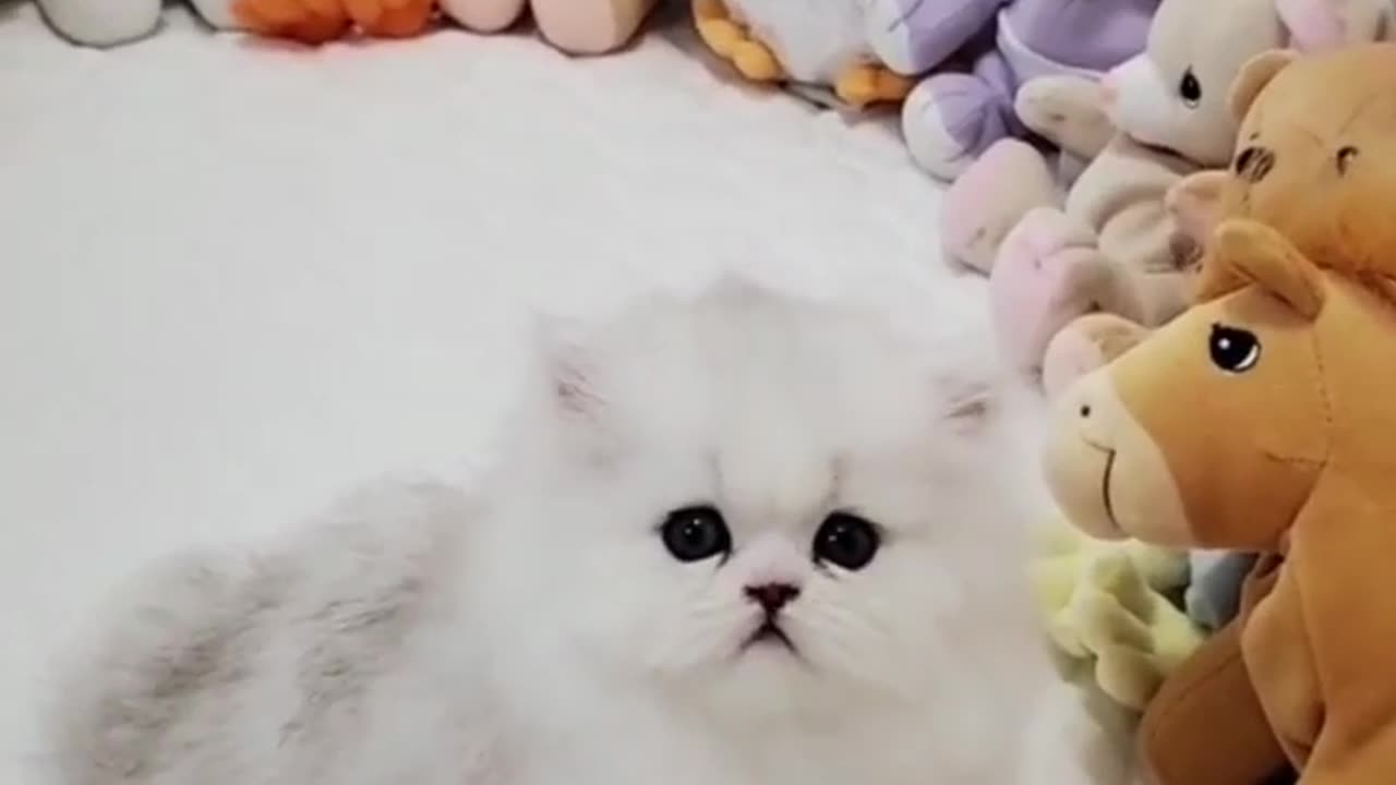 Dollface Persian kittens