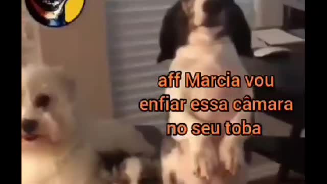 Siga @Animalgram_Memes para mais