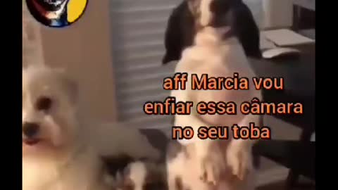 Siga @Animalgram_Memes para mais