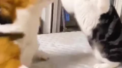 Funny cat and dog 😁😁😁 Brawling cat