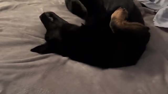 How does your dog sleep? Storm was out!