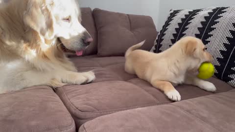 Puppy trying to play with Golden Retriever