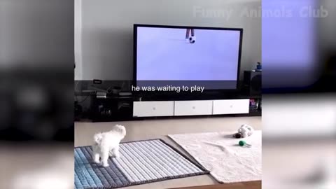 Funniest Animal Videos😂 - Best Cats😹 and Dogs🐶 Videos 2023!