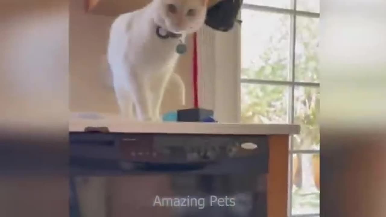 Funniest Babies And Animals Compilation || Just Laugh