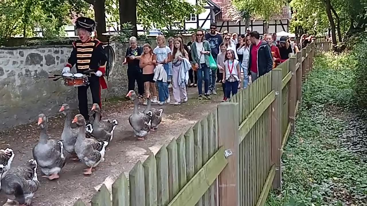 Gänsemarsch in Riddagshausen bei Braunschweig, real shorts