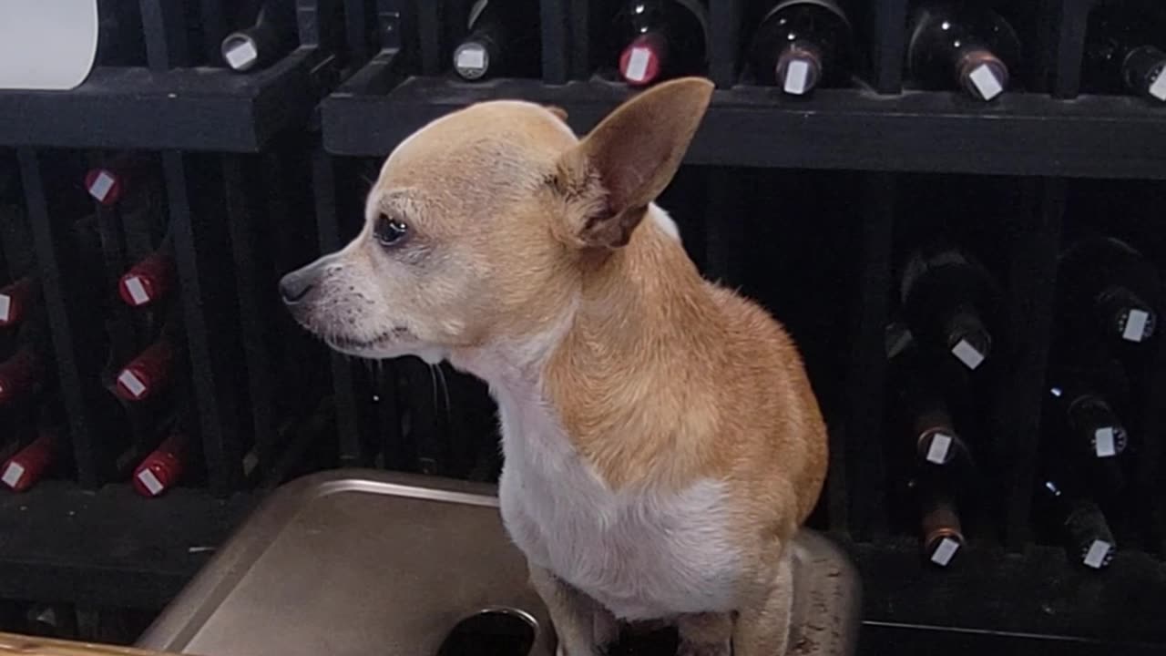 SouthEast Market Nervous Molly