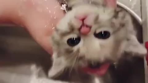 Funny cat