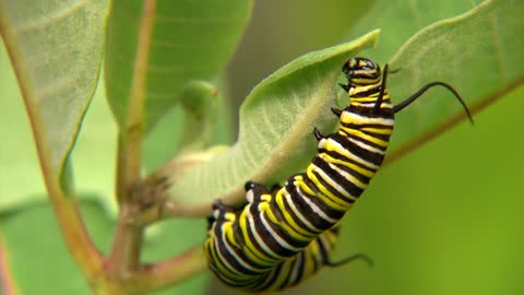 Close Up Of Caterpillar