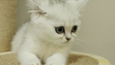 The cute cat is playing with feathers