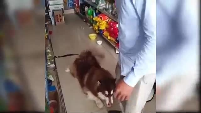 Baby Dogs - Cute and Funny Dog Videos