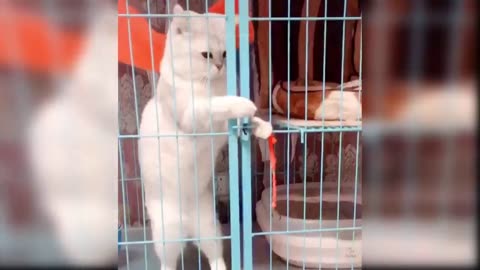 Cute Naughty Cats