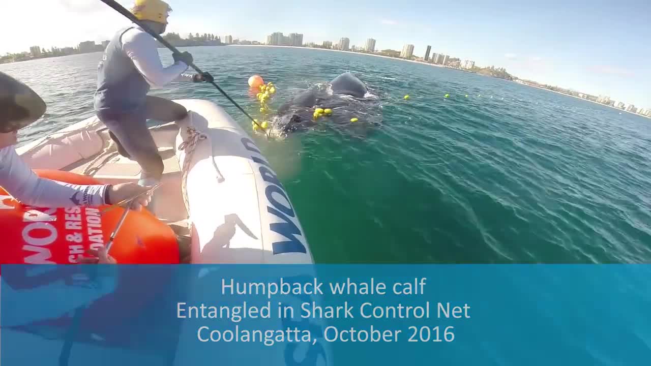 Humpback whale freed from shark net