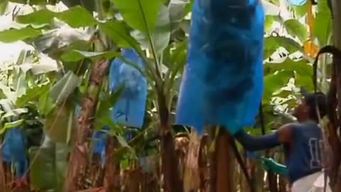 World Ingenious Harvesting Technology - How To Harvest Banana Banana Harvesting & Farming