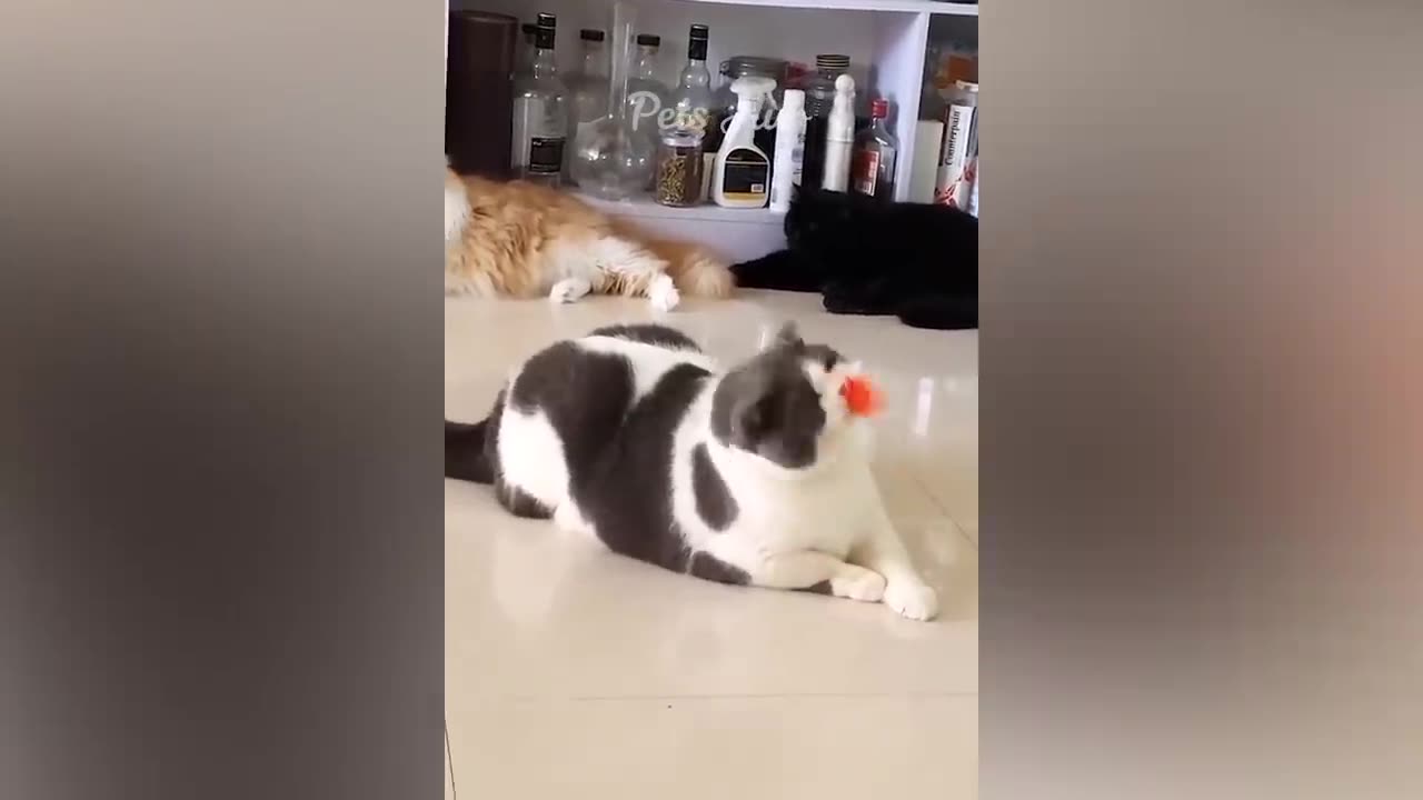 Funny moments cats and dogs 🐶 🐈😺