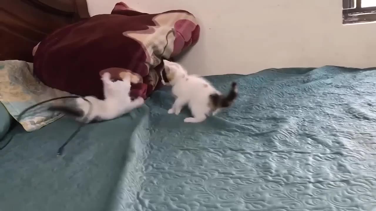 A great fight between two cats New Video 2023