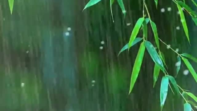 Heavy Rain & Thunder at Night - RainForest