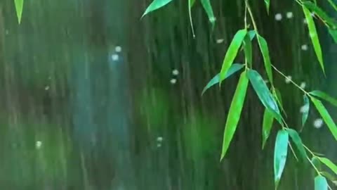 Heavy Rain & Thunder at Night - RainForest