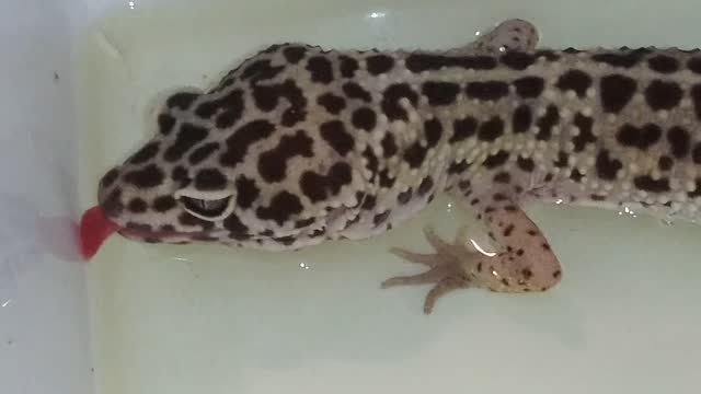 Littlefoot - Leopard Gecko