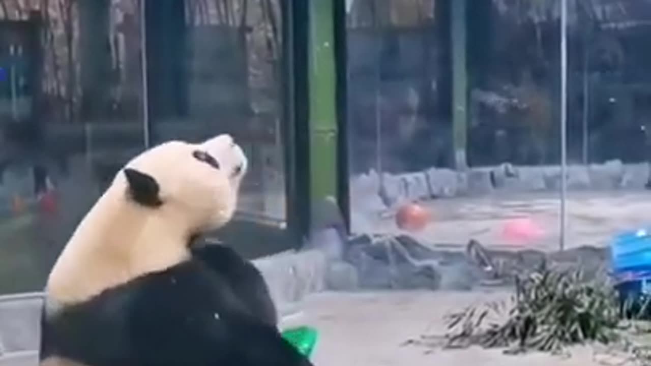 Panda Having Fun #shorts #viral #shortsvideo #video