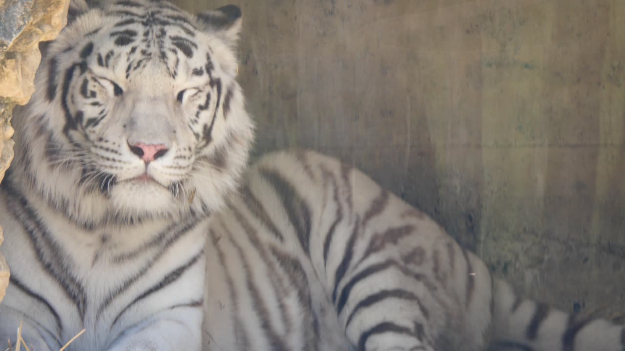 Snow Tiger’s Cozy Morning Stretch 🐯❄️