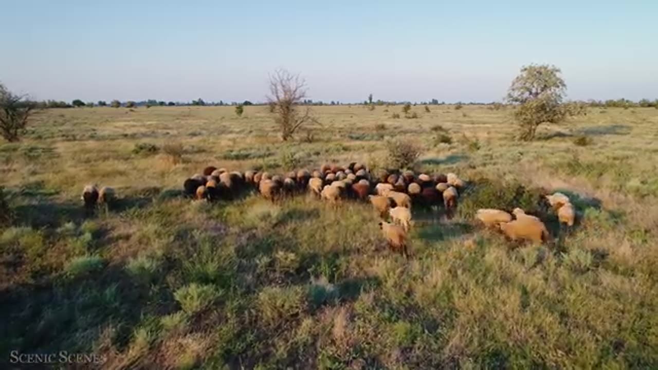 Amazing Scene of Wild Animals