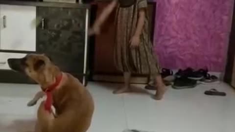 Dog Playing with Kid | Dog Enjoying with Kid