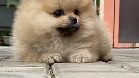 Cute and funny Animal Videos