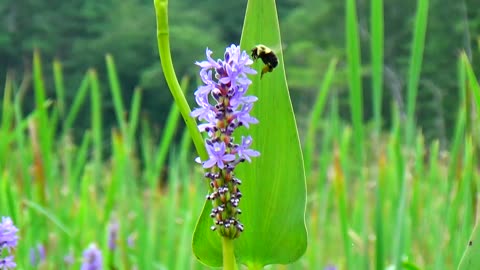 Pollination
