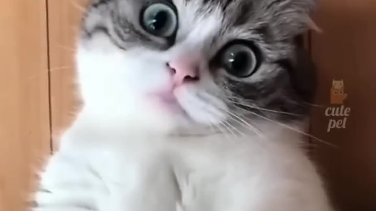 Cute cat funny videos 😂😂😺