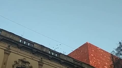 Birds preparing to migrate north in Autumn, Ciudad Vieja, Montevideo
