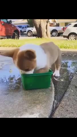 Cute Funny Dog Video..