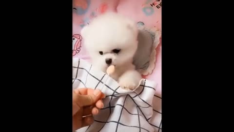 Fluff and Cuteness Overload: Sweet Dogs Steal Hearts