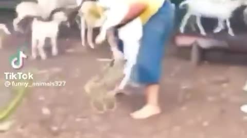 Cute and funny animal video compilation 😂😂😂