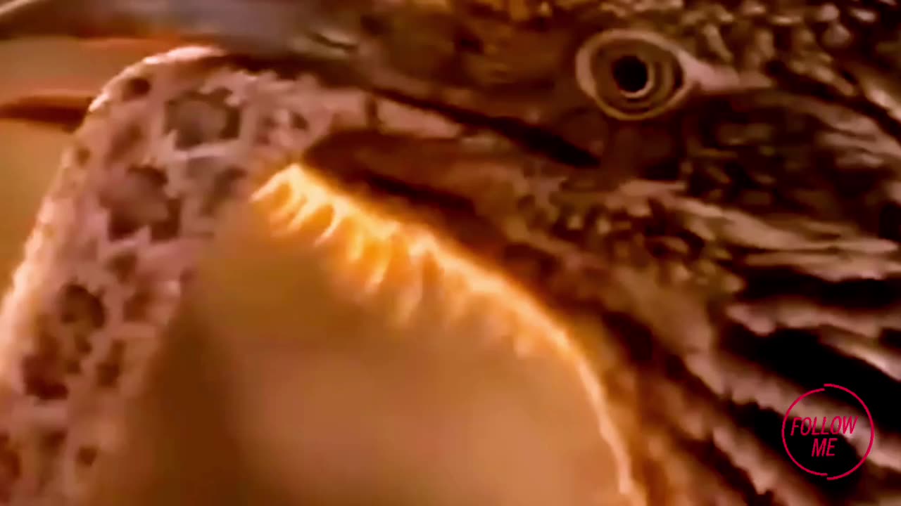 All the wild animal survival face-to-face part 1