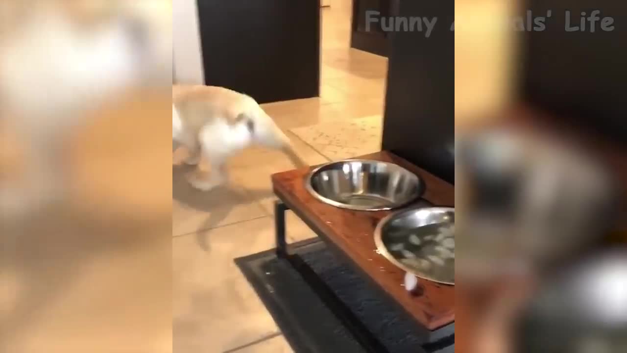 FUNNY ANIMAL VIDEOS