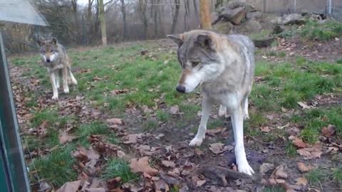 Wolf and dog - friendly encounter