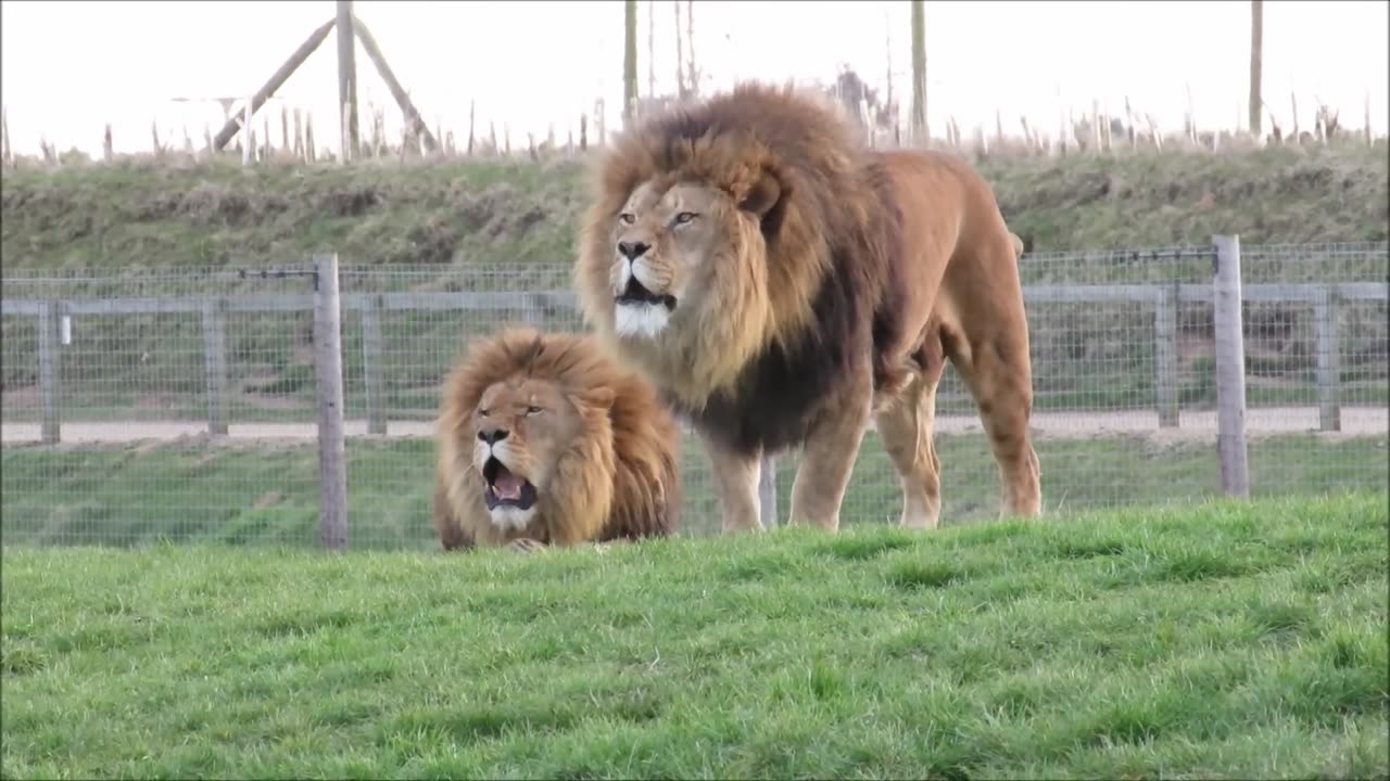 Lions | Roaring