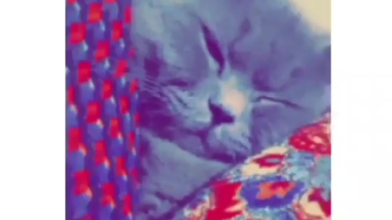 funny animal video