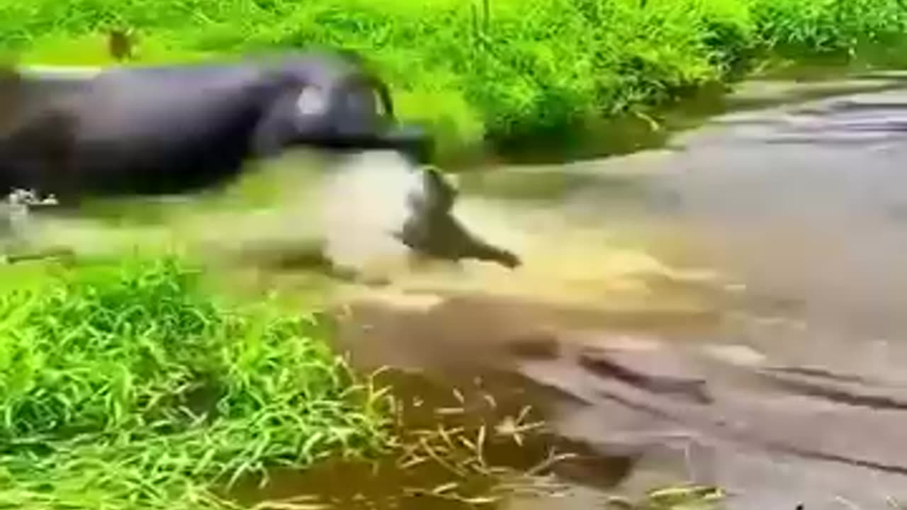 In the wild