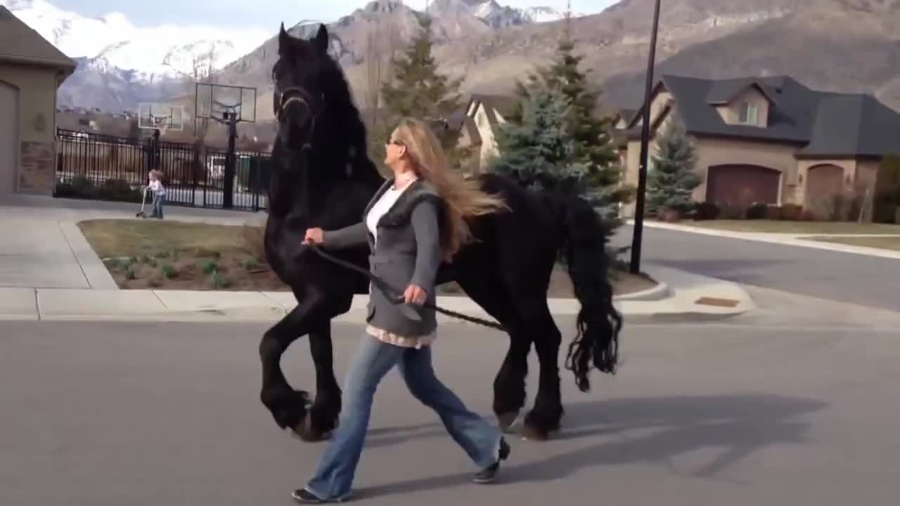 Friesian Stallion enjoys stroll down the street