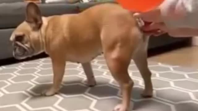 funny dog video