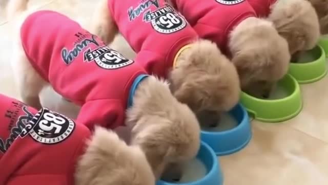 Milk drink line