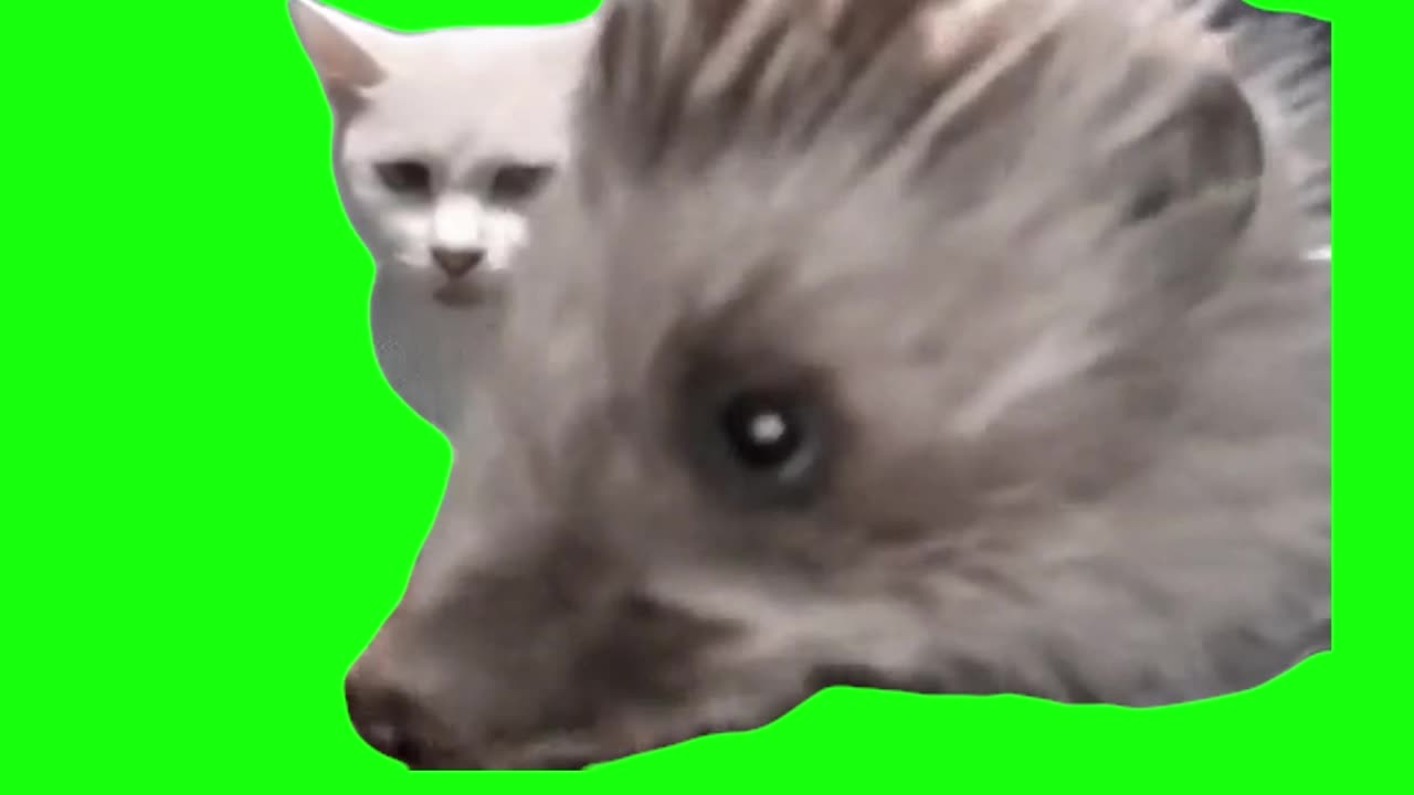 Hedgehog Eating Cat Food | Green Screen