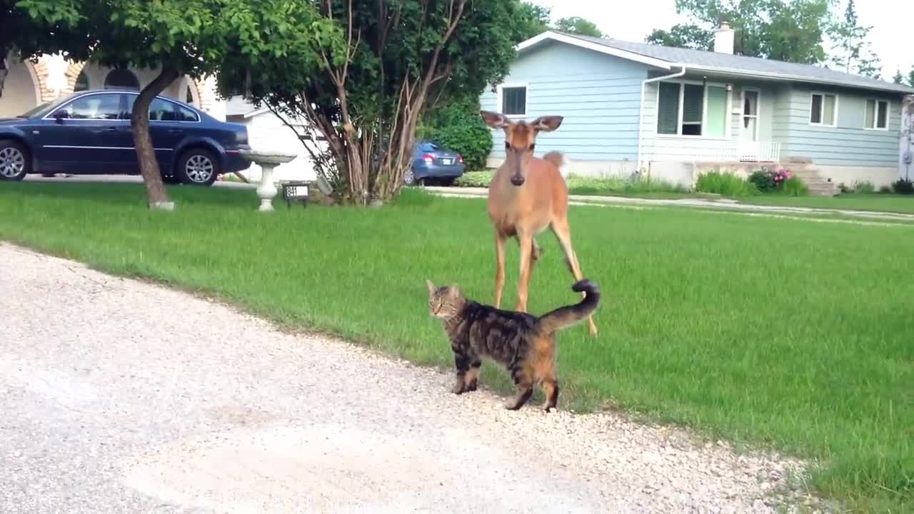 cat and deer