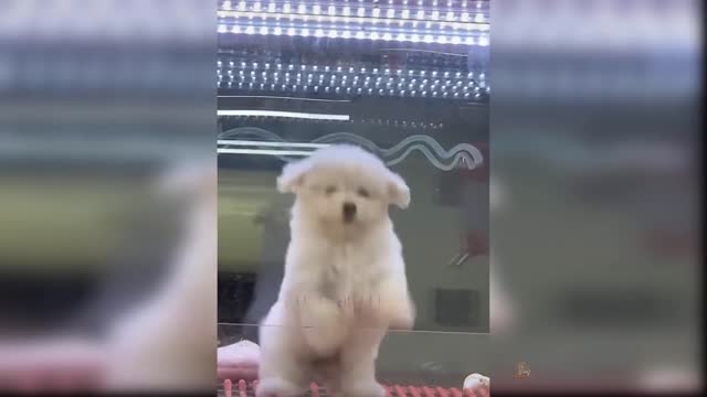 Baby Dogs: 16 of the Cutest and Funniest Dog Videos | Aww Animals